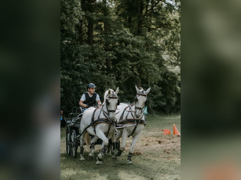 Lipizzan Hongre 8 Ans 160 cm Gris in Vinkovci