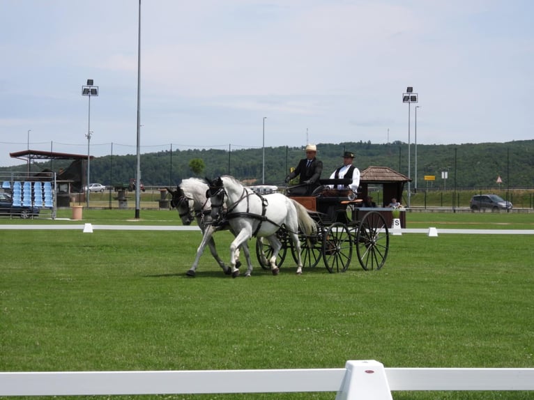 Lipizzan Hongre 8 Ans 160 cm Gris in Vinkovci