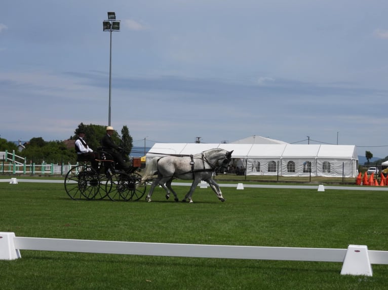 Lipizzan Hongre 8 Ans 160 cm Gris in Vinkovci