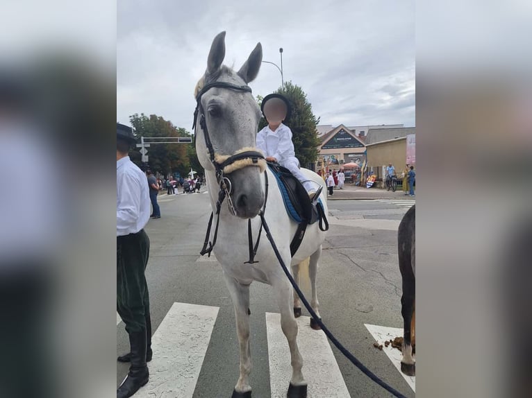 Lipizzan Hongre 8 Ans 160 cm Gris in Vinkovci