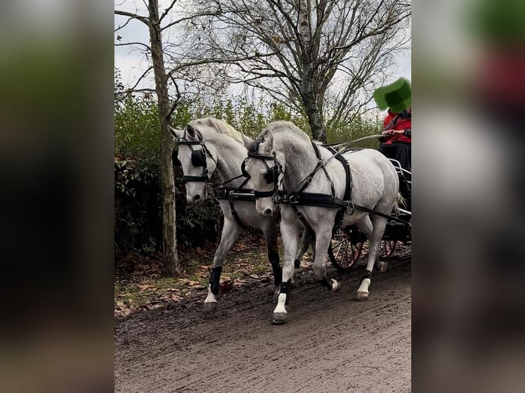 Lipizzan Hongre 8 Ans 160 cm Gris in Tass