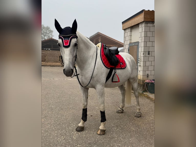 Lipizzan Hongre 8 Ans 160 cm Gris in Basel