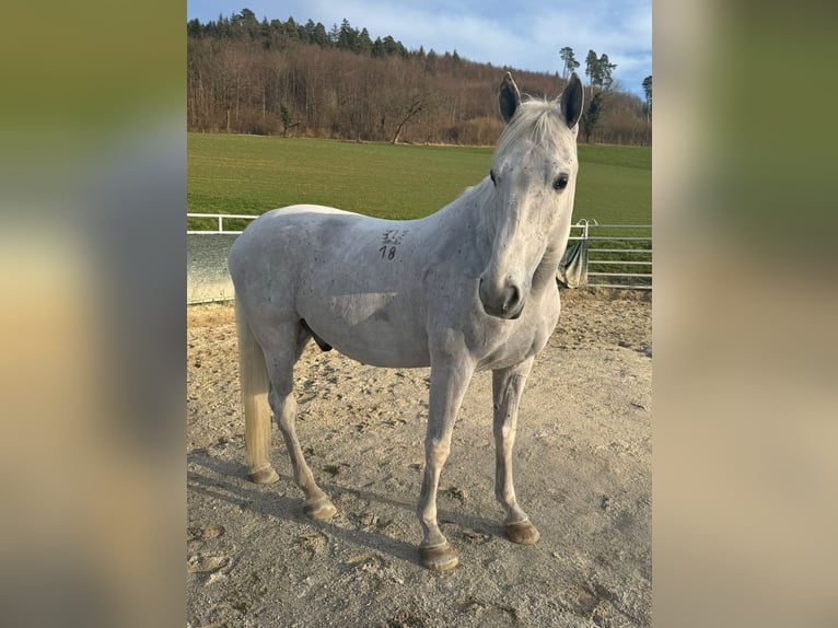 Lipizzan Hongre 8 Ans 160 cm Gris in Basel
