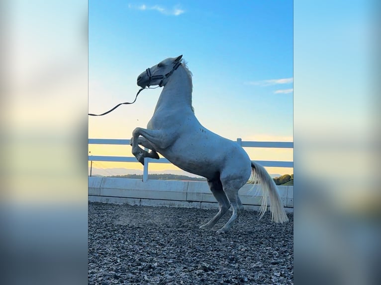 Lipizzan Hongre 8 Ans 160 cm Gris in Basel