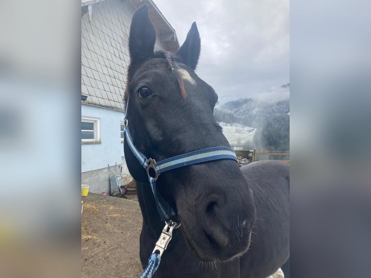 Lipizzan Hongre 8 Ans 160 cm Noir in Krispl