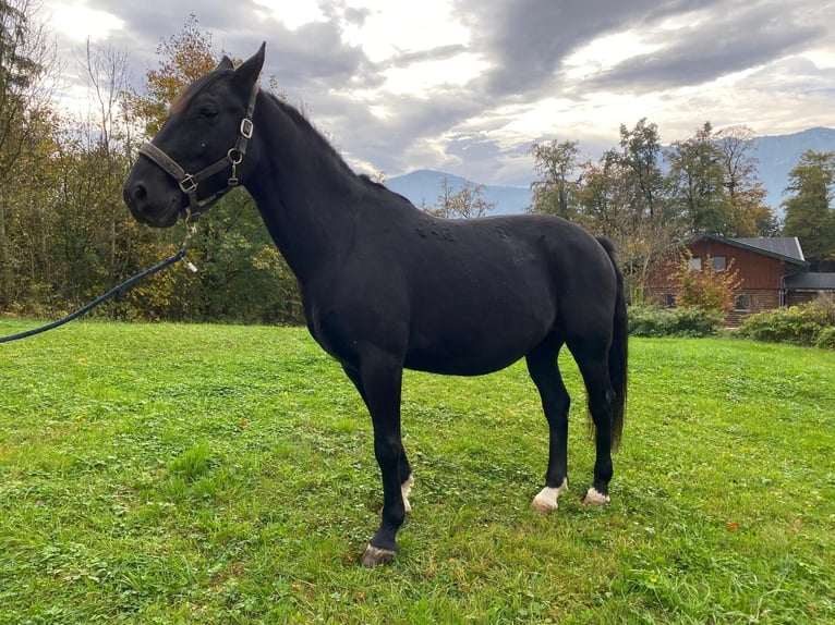 Lipizzan Hongre 8 Ans 160 cm Noir in Krispl