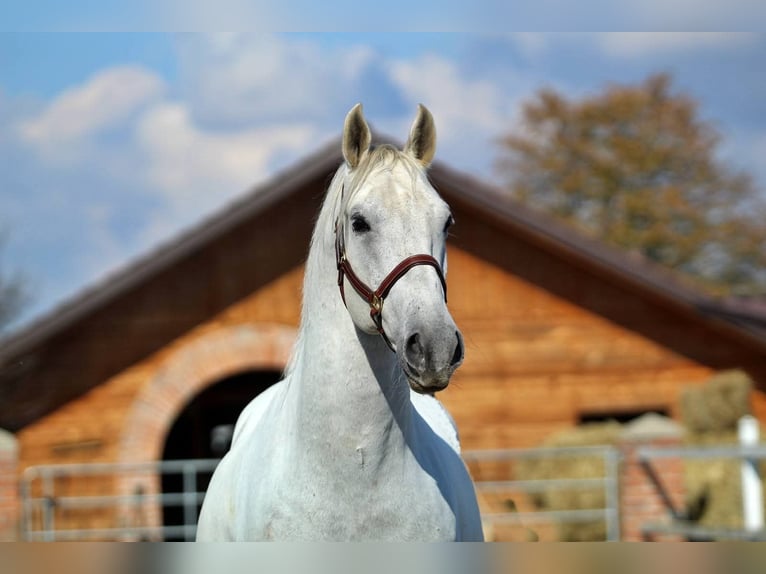 Lipizzan Hongre 8 Ans 161 cm Gris in Gallbrunn