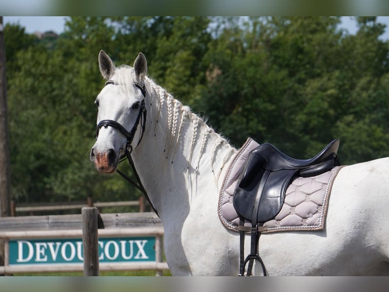 Lipizzan Hongre 8 Ans 161 cm Gris in Isere