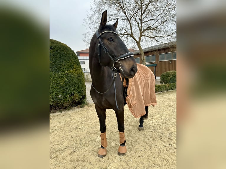 Lipizzan Croisé Hongre 8 Ans 162 cm Bai brun foncé in Rauchenwarth