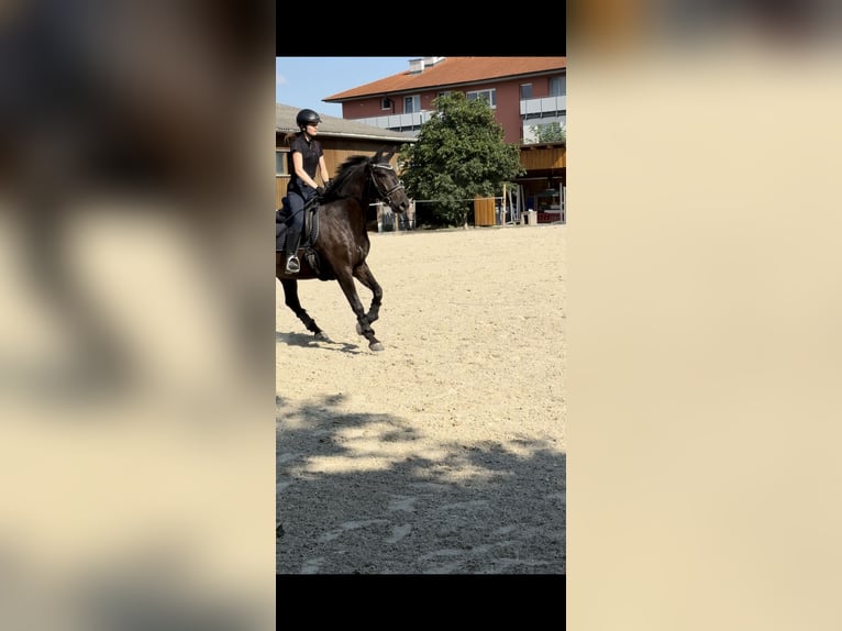 Lipizzan Croisé Hongre 8 Ans 162 cm Bai brun foncé in Rauchenwarth