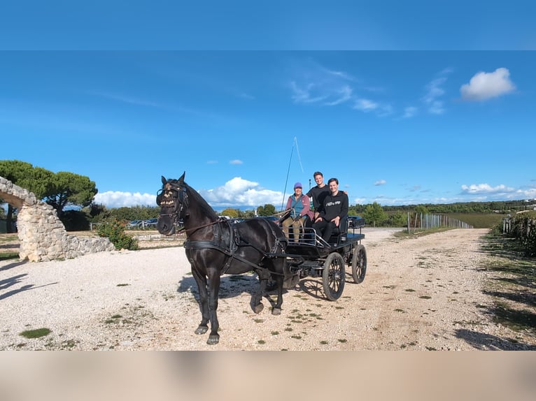 Lipizzan Croisé Hongre 8 Ans 163 cm Noir in Zadar
