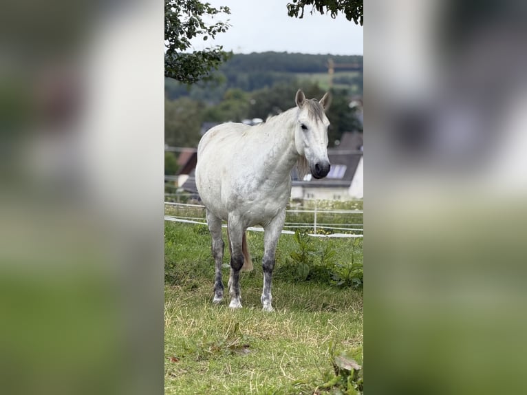 Lipizzan Croisé Hongre 9 Ans 148 cm Gris pommelé in Blankenheim