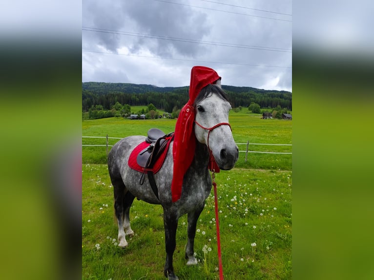 Lipizzan Croisé Hongre 9 Ans 155 cm Gris pommelé in Irdning