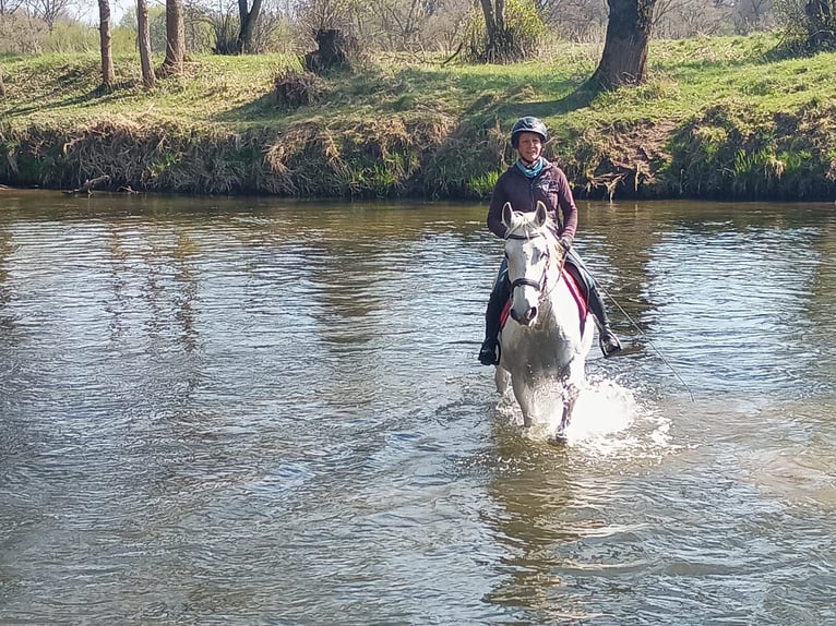 Lipizzan Hongre 9 Ans 158 cm Gris in Gorlitz