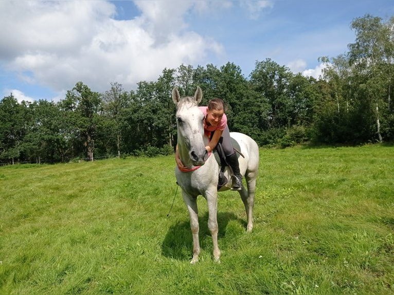 Lipizzan Hongre 9 Ans 158 cm Gris in Gorlitz