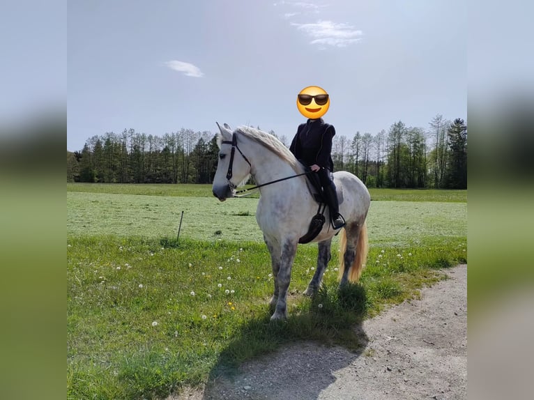 Lipizzan Croisé Hongre 9 Ans 160 cm Gris moucheté in Wessobrunn
