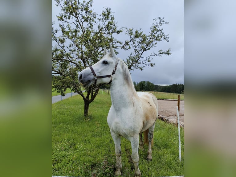 Lipizzan Croisé Hongre 9 Ans 161 cm Gris in Böbing