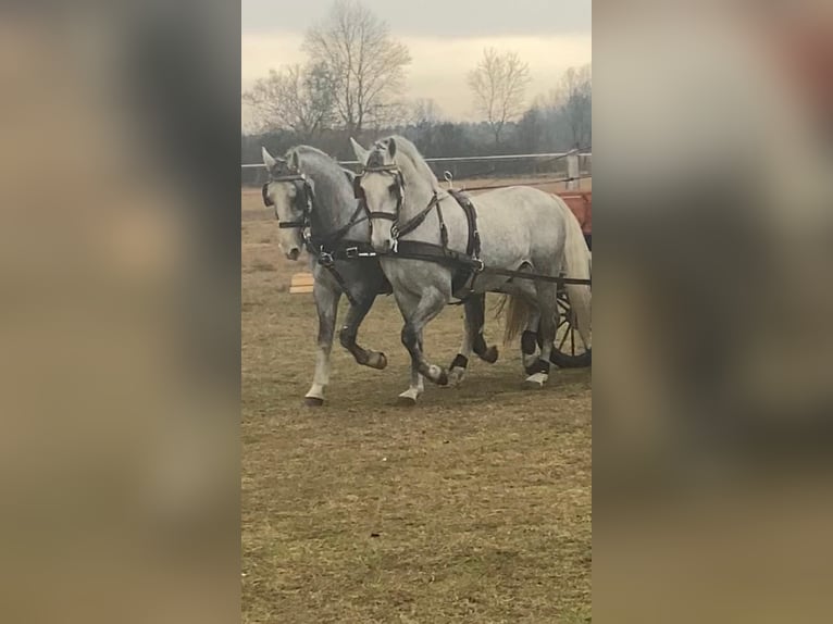 Lipizzan Hongre 9 Ans 163 cm Gris in Tass