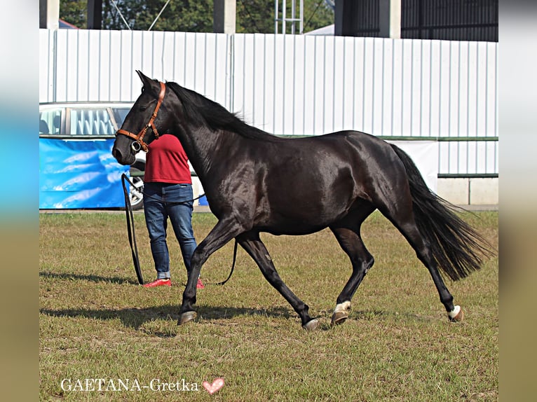 Lipizzan Jument 10 Ans 153 cm Noir in Trnovska vas