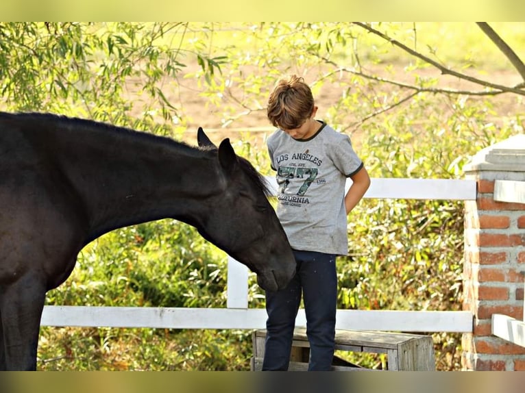 Lipizzan Jument 10 Ans 153 cm Noir in Trnovska vas