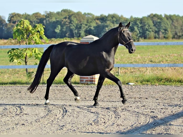 Lipizzan Jument 10 Ans 153 cm Noir in Trnovska vas