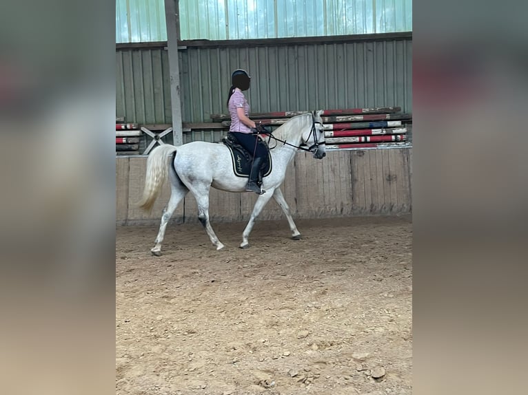 Lipizzan Croisé Jument 10 Ans 157 cm Gris in Kalletal