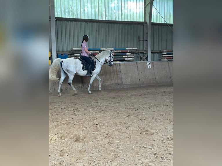 Lipizzan Croisé Jument 10 Ans 157 cm Gris in Kalletal