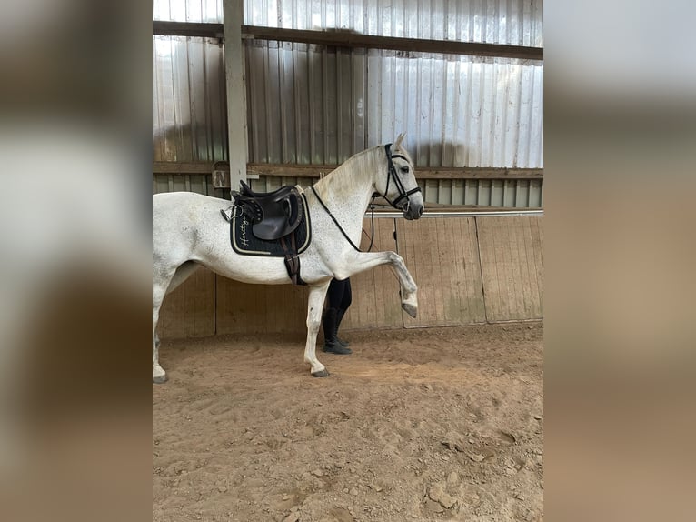 Lipizzan Croisé Jument 10 Ans 157 cm Gris in Kalletal