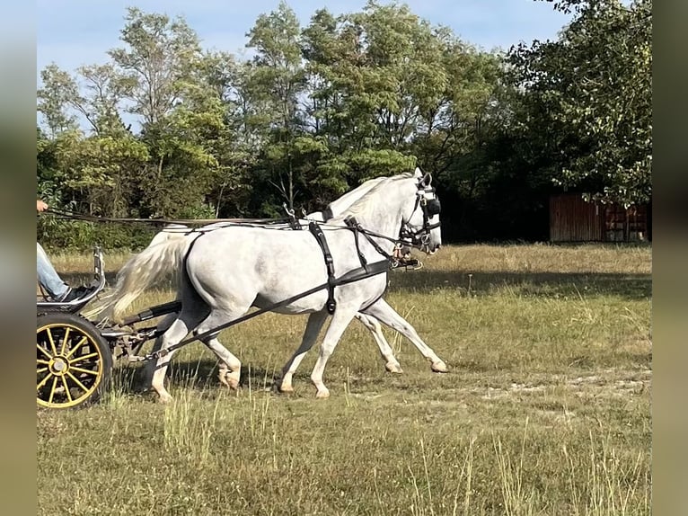 Lipizzan Jument 10 Ans 160 cm Blanc in Se&#x17E;ana
