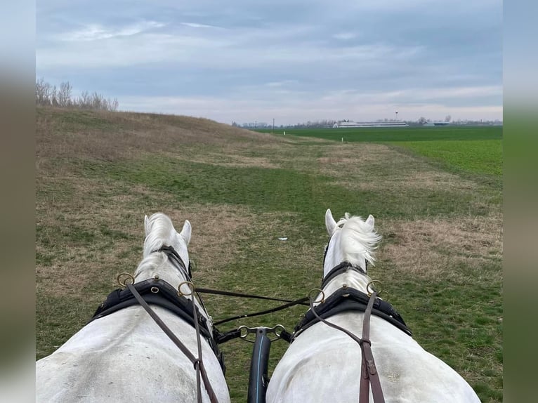 Lipizzan Croisé Jument 10 Ans 160 cm Blanc in Tass