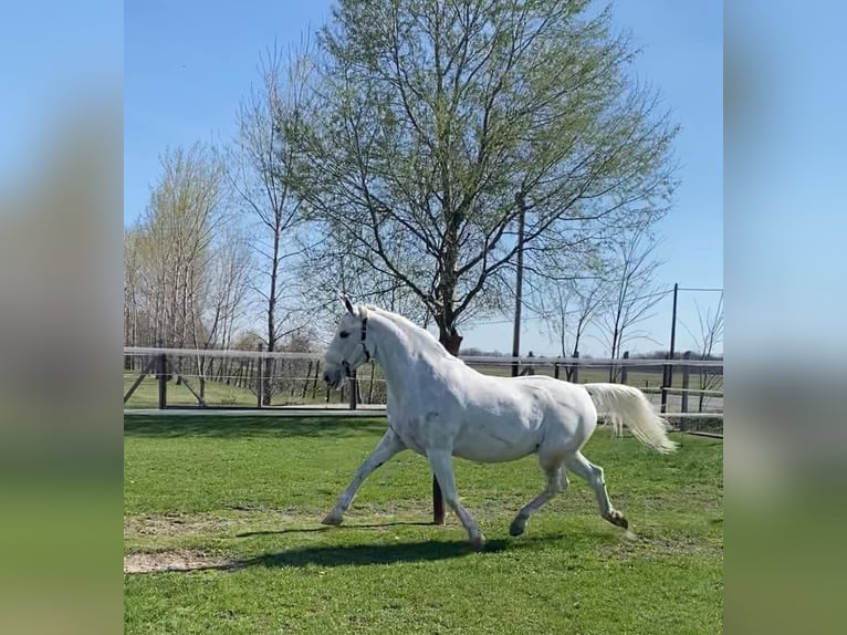 Lipizzan Croisé Jument 10 Ans 160 cm Blanc in Tass