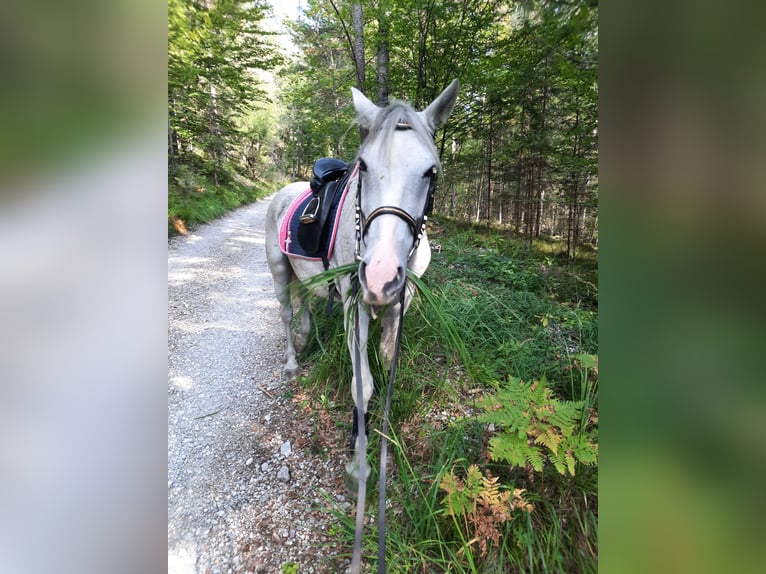 Lipizzan Croisé Jument 11 Ans 154 cm Gris in Deutschfeistritz