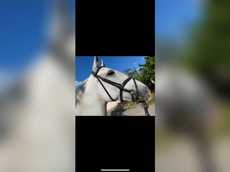 Lipizzan Jument 11 Ans 155 cm Blanc in Đala