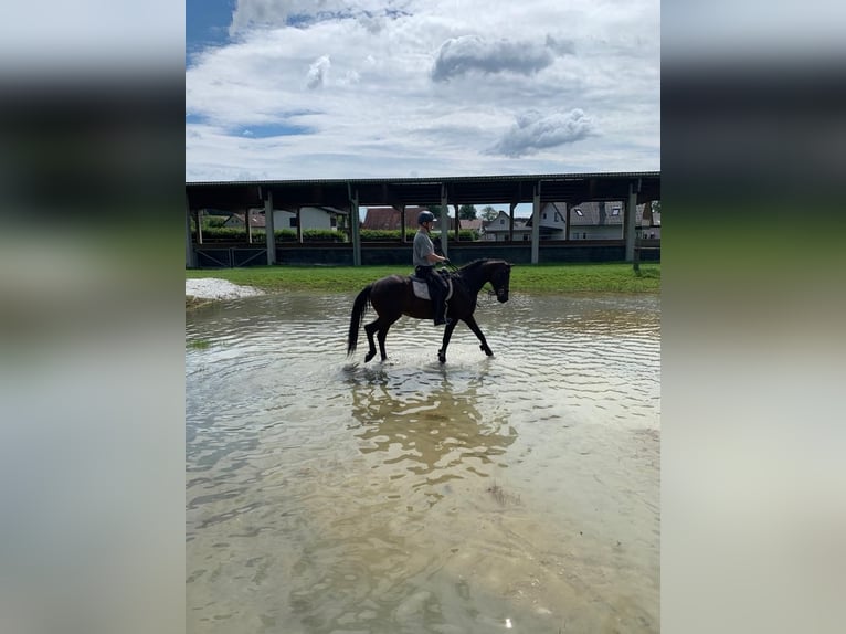 Lipizzan Jument 11 Ans 158 cm Bai in Maria Lankowitz
