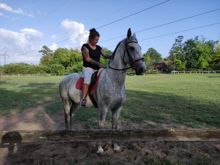 Lipizzan Jument 11 Ans 165 cm Gris in Fülöpszállás