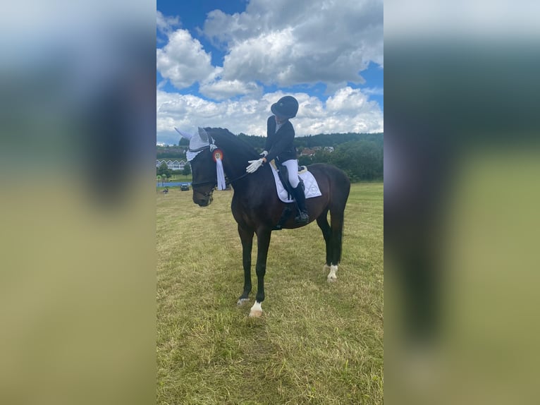 Lipizzan Jument 11 Ans 168 cm Bai brun in Herbrechtingen