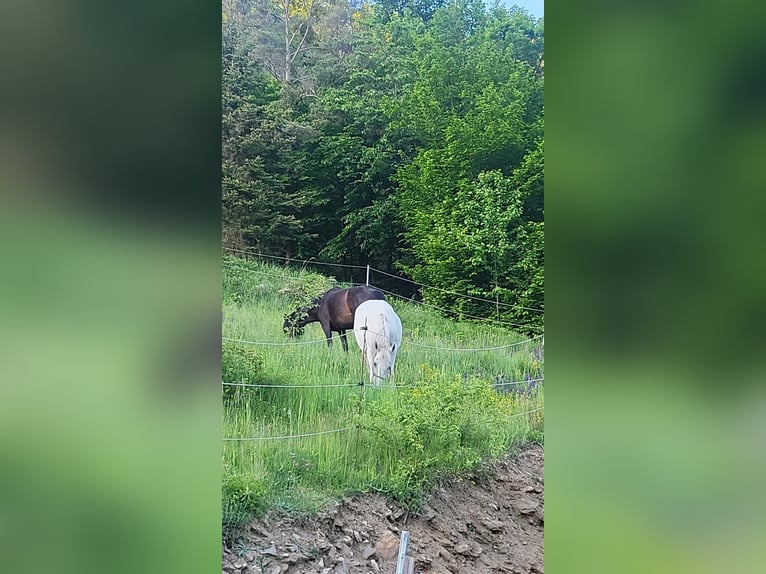 Lipizzan Jument 11 Ans Gris in Mühldorf