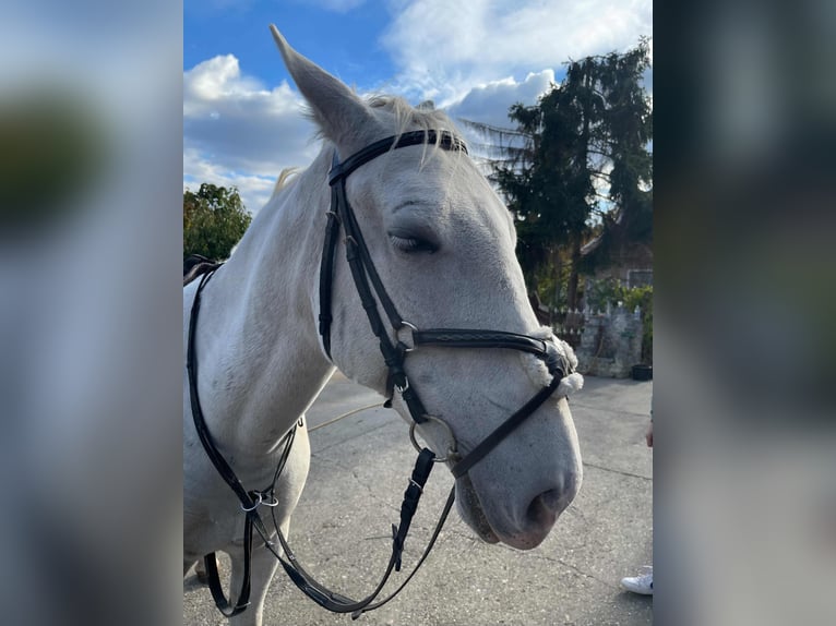 Lipizzan Jument 12 Ans 155 cm Blanc in Đala