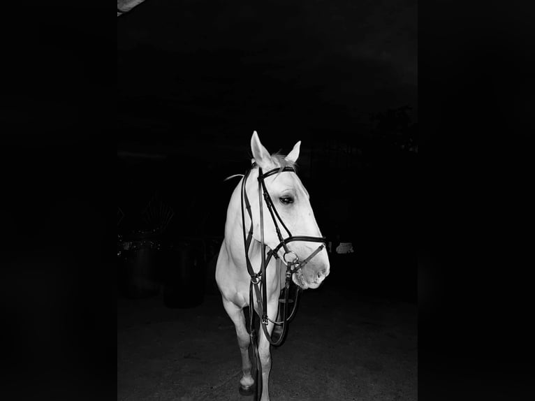 Lipizzan Jument 12 Ans 155 cm Blanc in Đala