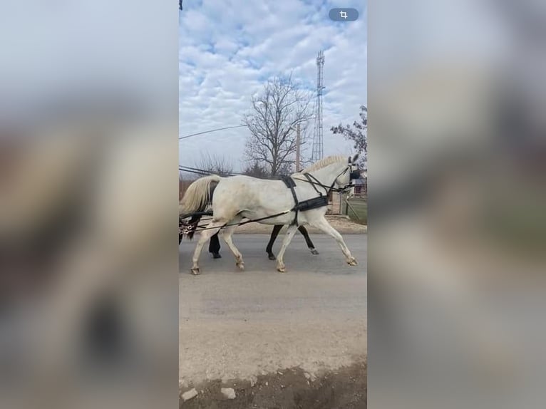 Lipizzan Croisé Jument 12 Ans 160 cm Blanc in Tass