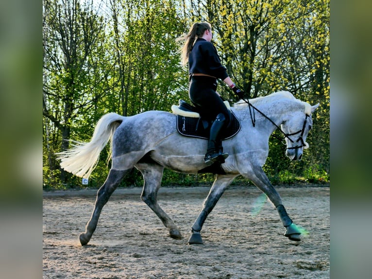 Lipizzan Jument 13 Ans 155 cm Gris moucheté in Ronnenberg