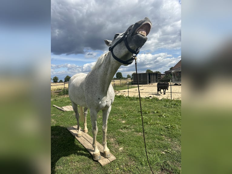 Lipizzan Jument 13 Ans 155 cm Gris moucheté in Ronnenberg