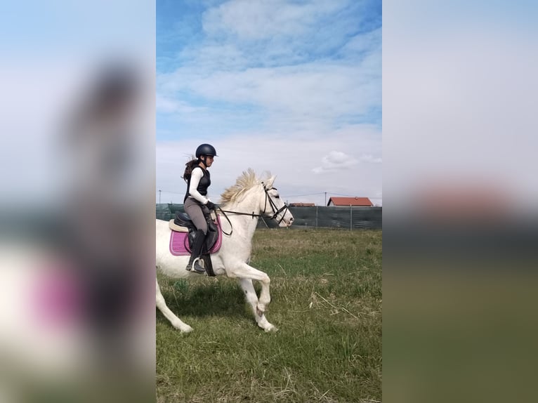 Lipizzan Jument 13 Ans Blanc in Banja Luka