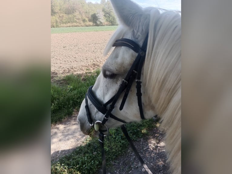 Lipizzan Jument 13 Ans Blanc in Banja Luka