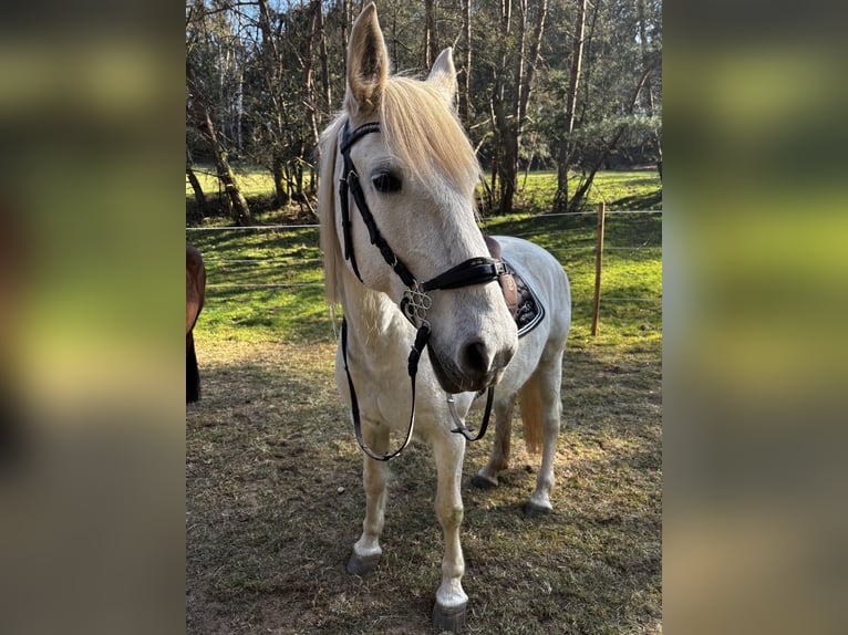 Lipizzan Jument 15 Ans 155 cm Gris in Pirmasens Lipizzan Jument 15 Ans 155 cm Gris in Pirmasens