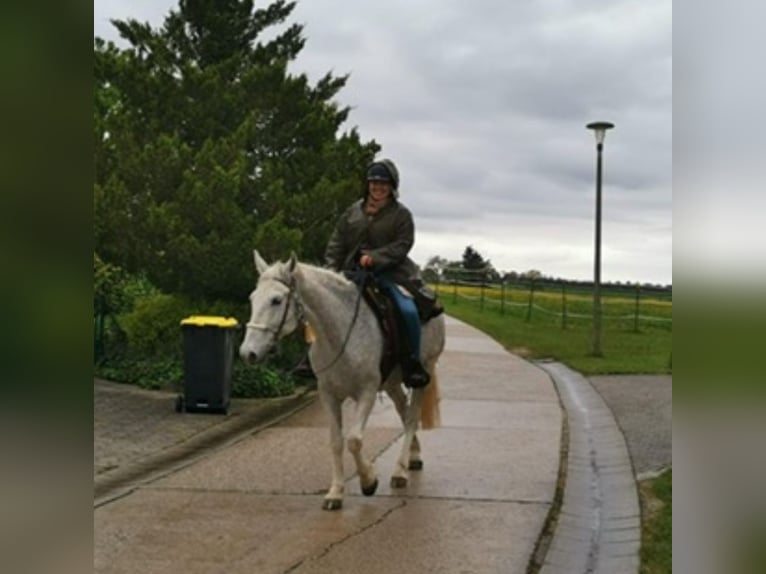 Lipizzan Jument 15 Ans Gris moucheté in Reisbach