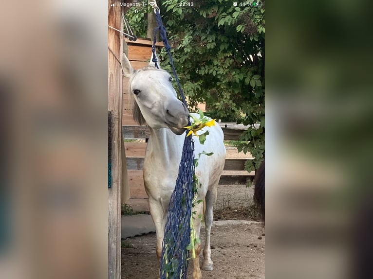 Lipizzan Jument 16 Ans 148 cm Gris in Sieghartskirchen
