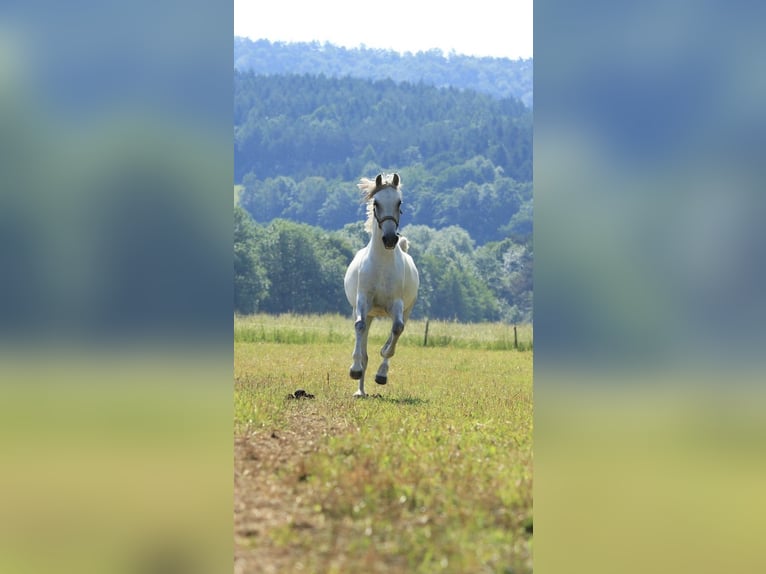 Lipizzan Jument 16 Ans 148 cm Gris in Sieghartskirchen
