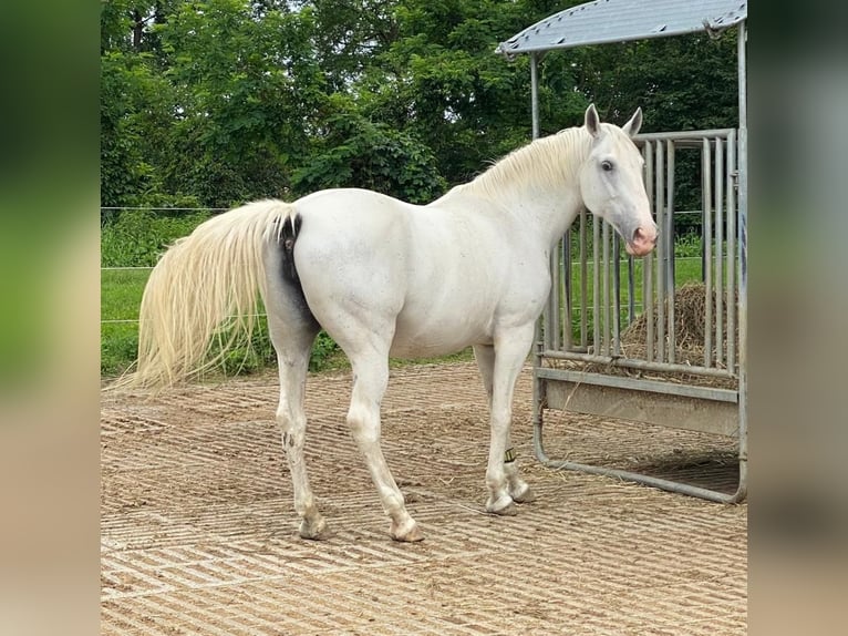 Lipizzan Jument 18 Ans 152 cm Gris in Neulengbach