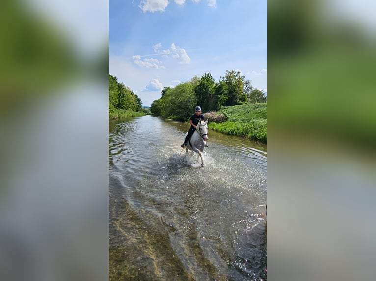 Lipizzan Jument 18 Ans 152 cm Gris in Neulengbach